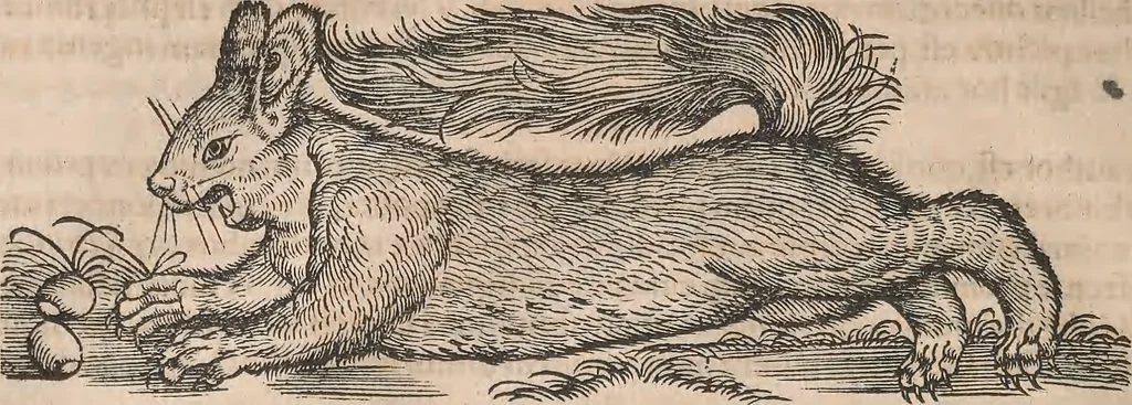 An illustration from Conradi Gesneri medici Tigurini Historiæ animalium Lib. I. de quadrupedibus uiuiparis : opus philosophis, medicis, grammaticis, philologis, poëtis, & omnibus rerum linguarumq́; uariarum studiosis, utilissimum simul iucundissimumq́; futurum .., 1551, leaf 999