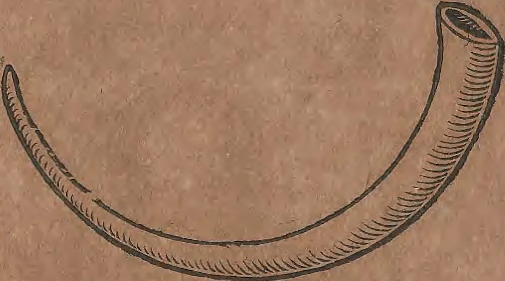 An illustration from Conradi Gesneri medici Tigurini Historiae animalium liber primus de quadrupedibus viuiparis : opus philosophis, medicis, grammaticis, philologis, poëtis, & omnibus rerum linguarumq́ue variarum studiosis, vtilissimum simul iucundissimumq́ue futurum, 1602, leaf 171