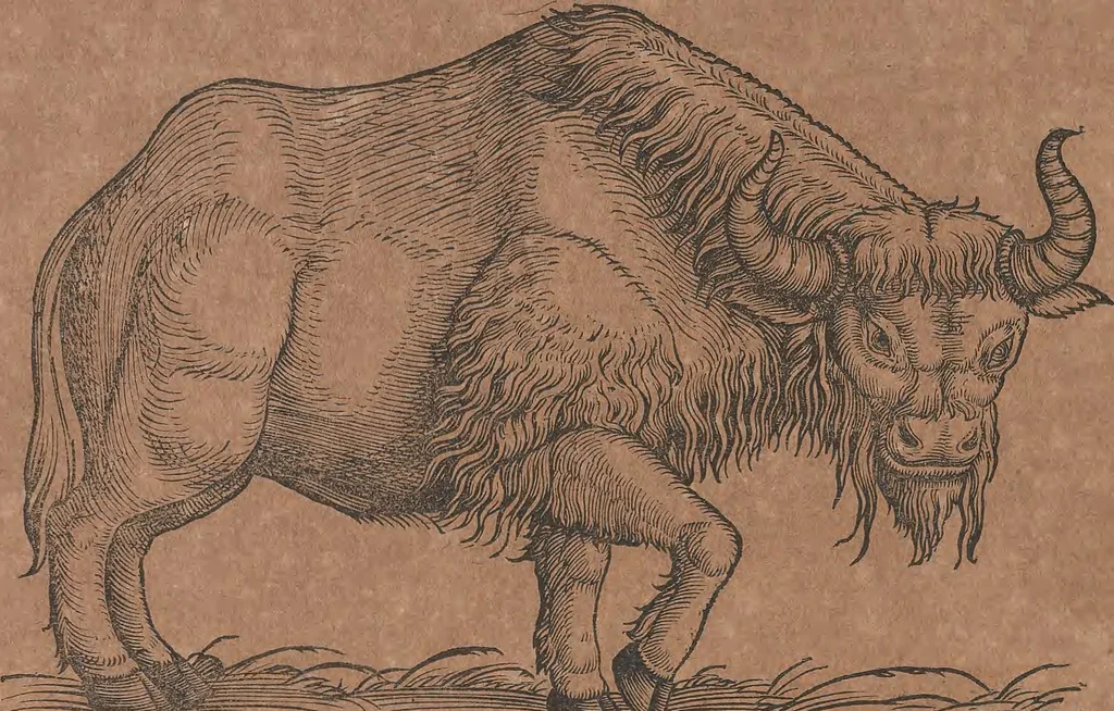 An illustration from Conradi Gesneri medici Tigurini Historiae animalium liber primus de quadrupedibus viuiparis : opus philosophis, medicis, grammaticis, philologis, poëtis, & omnibus rerum linguarumq́ue variarum studiosis, vtilissimum simul iucundissimumq́ue futurum, 1602, leaf 173