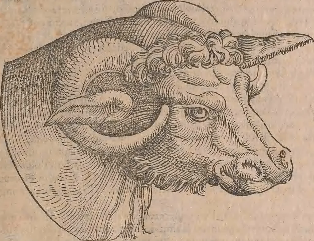 An illustration from Conradi Gesneri medici Tigurini Historiae animalium liber primus de quadrupedibus viuiparis : opus philosophis, medicis, grammaticis, philologis, poëtis, & omnibus rerum linguarumq́ue variarum studiosis, vtilissimum simul iucundissimumq́ue futurum, 1602, leaf 176