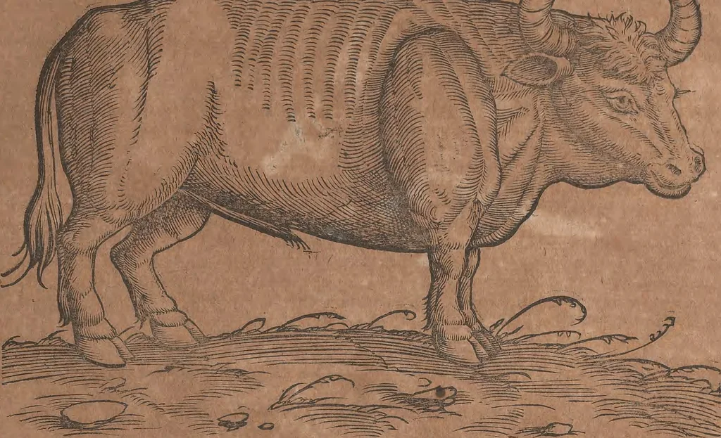 An illustration from Conradi Gesneri medici Tigurini Historiae animalium liber primus de quadrupedibus viuiparis : opus philosophis, medicis, grammaticis, philologis, poëtis, & omnibus rerum linguarumq́ue variarum studiosis, vtilissimum simul iucundissimumq́ue futurum, 1602, leaf 190