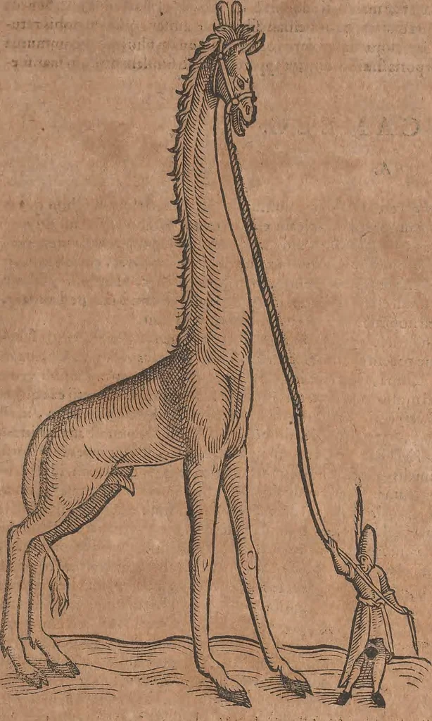 An illustration from Conradi Gesneri medici Tigurini Historiae animalium liber primus de quadrupedibus viuiparis : opus philosophis, medicis, grammaticis, philologis, poëtis, & omnibus rerum linguarumq́ue variarum studiosis, vtilissimum simul iucundissimumq́ue futurum, 1602, leaf 194