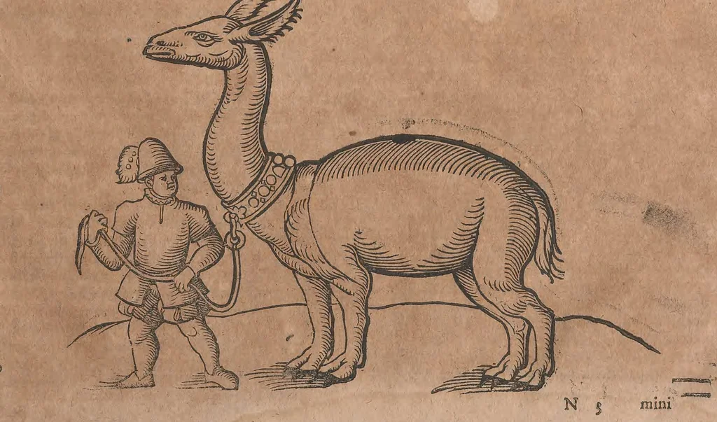 An illustration from Conradi Gesneri medici Tigurini Historiae animalium liber primus de quadrupedibus viuiparis : opus philosophis, medicis, grammaticis, philologis, poëtis, & omnibus rerum linguarumq́ue variarum studiosis, vtilissimum simul iucundissimumq́ue futurum, 1602, leaf 194