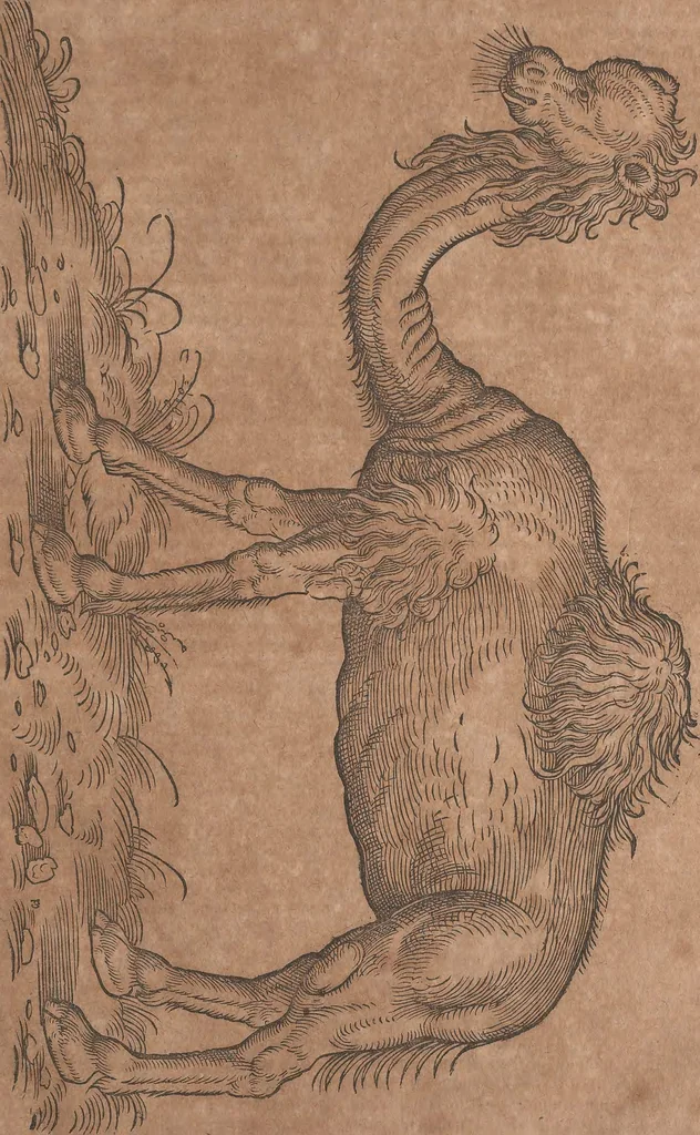 An illustration from Conradi Gesneri medici Tigurini Historiae animalium liber primus de quadrupedibus viuiparis : opus philosophis, medicis, grammaticis, philologis, poëtis, & omnibus rerum linguarumq́ue variarum studiosis, vtilissimum simul iucundissimumq́ue futurum, 1602, leaf 204