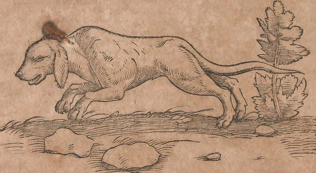 An illustration from Conradi Gesneri medici Tigurini Historiae animalium liber primus de quadrupedibus viuiparis : opus philosophis, medicis, grammaticis, philologis, poëtis, & omnibus rerum linguarumq́ue variarum studiosis, vtilissimum simul iucundissimumq́ue futurum, 1602, leaf 275