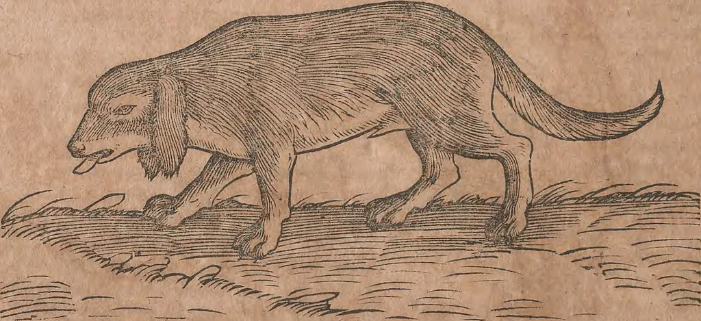 An illustration from Conradi Gesneri medici Tigurini Historiae animalium liber primus de quadrupedibus viuiparis : opus philosophis, medicis, grammaticis, philologis, poëtis, & omnibus rerum linguarumq́ue variarum studiosis, vtilissimum simul iucundissimumq́ue futurum, 1602, leaf 275