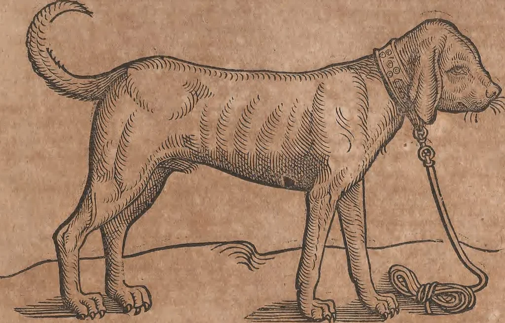 An illustration from Conradi Gesneri medici Tigurini Historiae animalium liber primus de quadrupedibus viuiparis : opus philosophis, medicis, grammaticis, philologis, poëtis, & omnibus rerum linguarumq́ue variarum studiosis, vtilissimum simul iucundissimumq́ue futurum, 1602, leaf 276