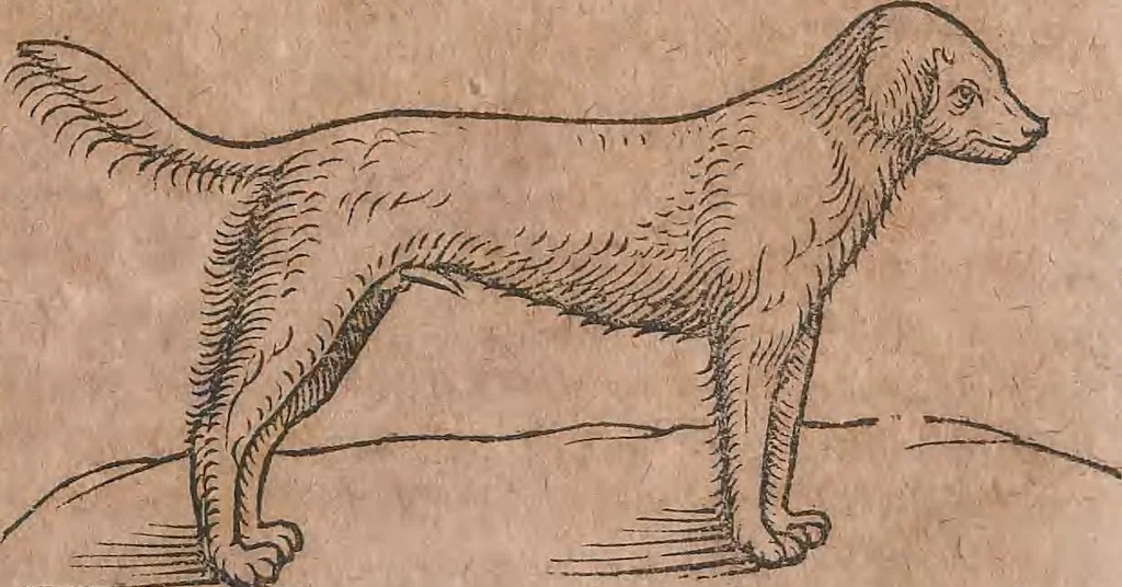 An illustration from Conradi Gesneri medici Tigurini Historiae animalium liber primus de quadrupedibus viuiparis : opus philosophis, medicis, grammaticis, philologis, poëtis, & omnibus rerum linguarumq́ue variarum studiosis, vtilissimum simul iucundissimumq́ue futurum, 1602, leaf 280