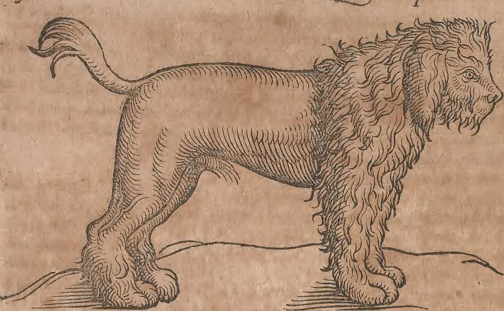 An illustration from Conradi Gesneri medici Tigurini Historiae animalium liber primus de quadrupedibus viuiparis : opus philosophis, medicis, grammaticis, philologis, poëtis, & omnibus rerum linguarumq́ue variarum studiosis, vtilissimum simul iucundissimumq́ue futurum, 1602, leaf 281