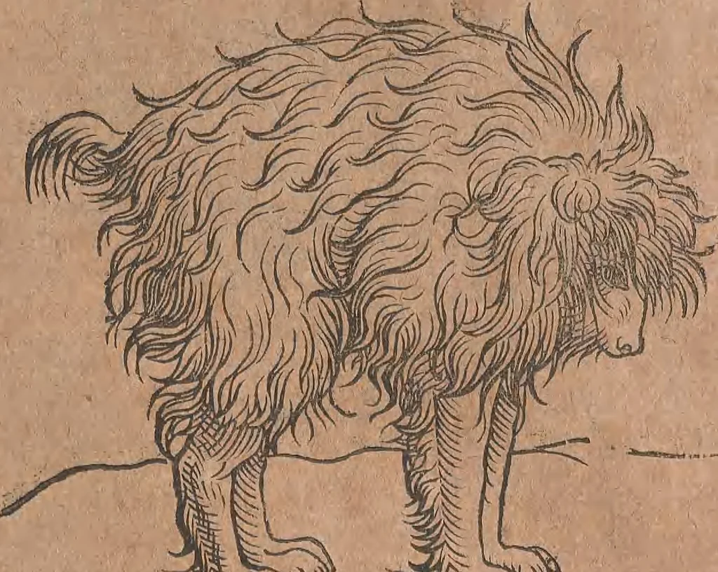 An illustration from Conradi Gesneri medici Tigurini Historiae animalium liber primus de quadrupedibus viuiparis : opus philosophis, medicis, grammaticis, philologis, poëtis, & omnibus rerum linguarumq́ue variarum studiosis, vtilissimum simul iucundissimumq́ue futurum, 1602, leaf 290