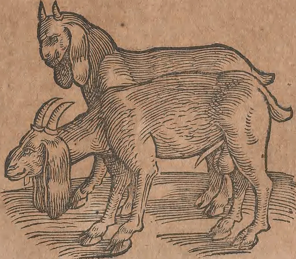 An illustration from Conradi Gesneri medici Tigurini Historiae animalium liber primus de quadrupedibus viuiparis : opus philosophis, medicis, grammaticis, philologis, poëtis, & omnibus rerum linguarumq́ue variarum studiosis, vtilissimum simul iucundissimumq́ue futurum, 1602, leaf 292