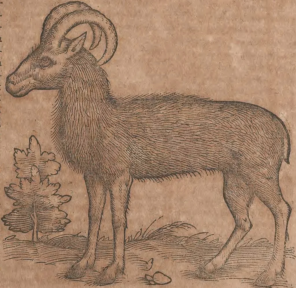 An illustration from Conradi Gesneri medici Tigurini Historiae animalium liber primus de quadrupedibus viuiparis : opus philosophis, medicis, grammaticis, philologis, poëtis, & omnibus rerum linguarumq́ue variarum studiosis, vtilissimum simul iucundissimumq́ue futurum, 1602, leaf 328