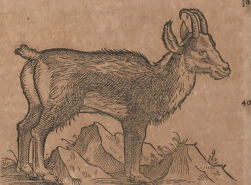 An illustration from Conradi Gesneri medici Tigurini Historiae animalium liber primus de quadrupedibus viuiparis : opus philosophis, medicis, grammaticis, philologis, poëtis, & omnibus rerum linguarumq́ue variarum studiosis, vtilissimum simul iucundissimumq́ue futurum, 1602, leaf 335