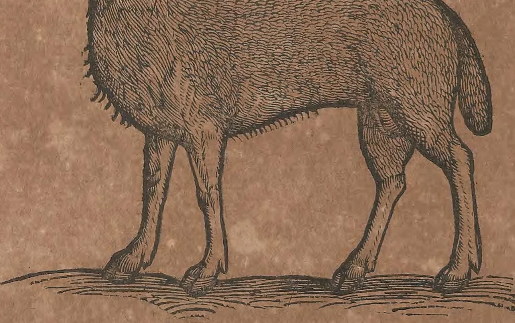An illustration from Conradi Gesneri medici Tigurini Historiae animalium liber primus de quadrupedibus viuiparis : opus philosophis, medicis, grammaticis, philologis, poëtis, & omnibus rerum linguarumq́ue variarum studiosis, vtilissimum simul iucundissimumq́ue futurum, 1602, leaf 339