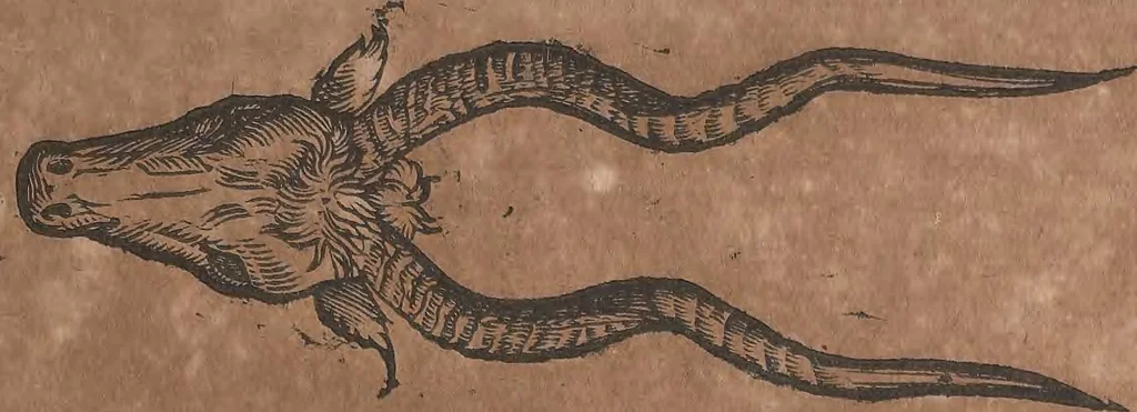 An illustration from Conradi Gesneri medici Tigurini Historiae animalium liber primus de quadrupedibus viuiparis : opus philosophis, medicis, grammaticis, philologis, poëtis, & omnibus rerum linguarumq́ue variarum studiosis, vtilissimum simul iucundissimumq́ue futurum, 1602, leaf 340