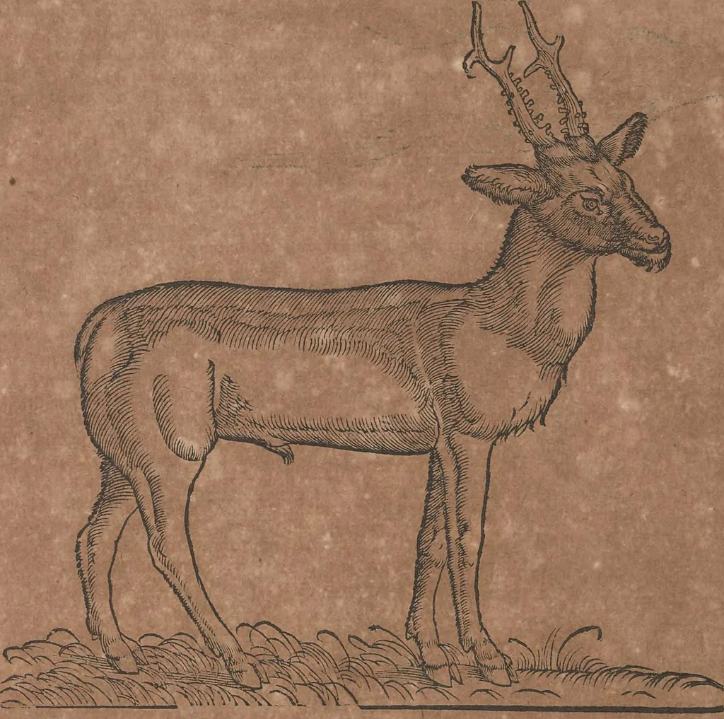 An illustration from Conradi Gesneri medici Tigurini Historiae animalium liber primus de quadrupedibus viuiparis : opus philosophis, medicis, grammaticis, philologis, poëtis, & omnibus rerum linguarumq́ue variarum studiosis, vtilissimum simul iucundissimumq́ue futurum, 1602, leaf 341