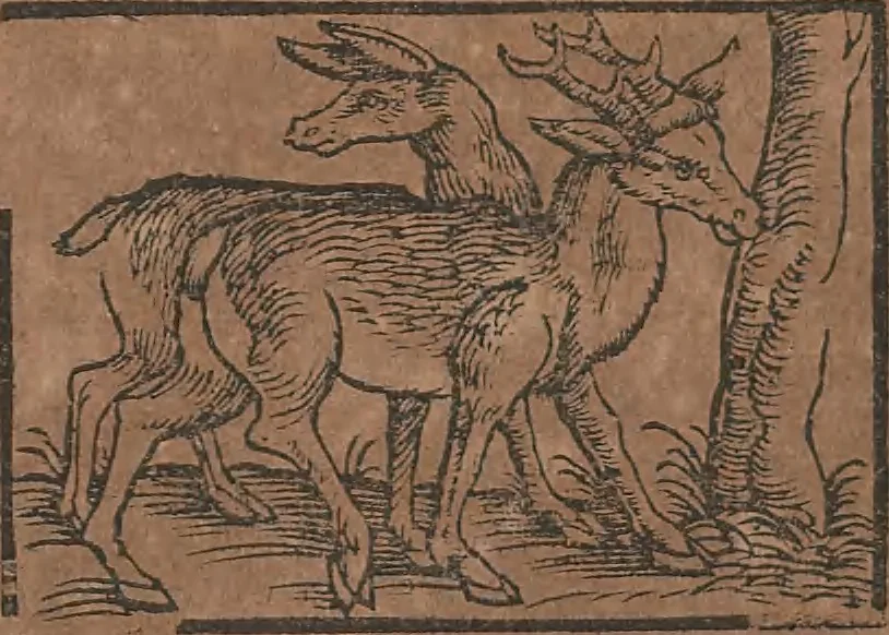 An illustration from Conradi Gesneri medici Tigurini Historiae animalium liber primus de quadrupedibus viuiparis : opus philosophis, medicis, grammaticis, philologis, poëtis, & omnibus rerum linguarumq́ue variarum studiosis, vtilissimum simul iucundissimumq́ue futurum, 1602, leaf 341