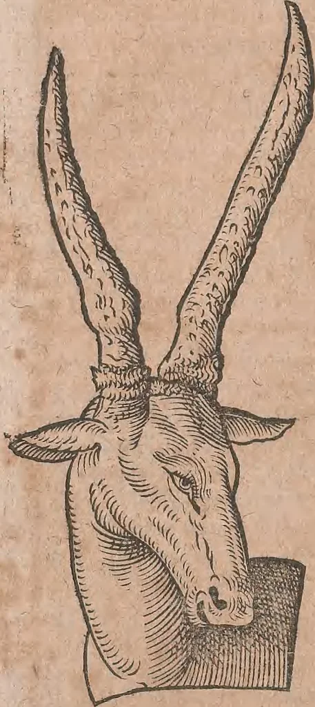 An illustration from Conradi Gesneri medici Tigurini Historiae animalium liber primus de quadrupedibus viuiparis : opus philosophis, medicis, grammaticis, philologis, poëtis, & omnibus rerum linguarumq́ue variarum studiosis, vtilissimum simul iucundissimumq́ue futurum, 1602, leaf 347