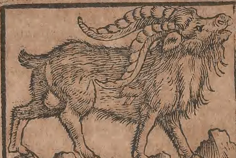 An illustration from Conradi Gesneri medici Tigurini Historiae animalium liber primus de quadrupedibus viuiparis : opus philosophis, medicis, grammaticis, philologis, poëtis, & omnibus rerum linguarumq́ue variarum studiosis, vtilissimum simul iucundissimumq́ue futurum, 1602, leaf 349