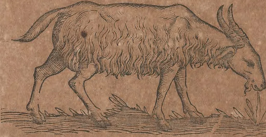 An illustration from Conradi Gesneri medici Tigurini Historiae animalium liber primus de quadrupedibus viuiparis : opus philosophis, medicis, grammaticis, philologis, poëtis, & omnibus rerum linguarumq́ue variarum studiosis, vtilissimum simul iucundissimumq́ue futurum, 1602, leaf 351