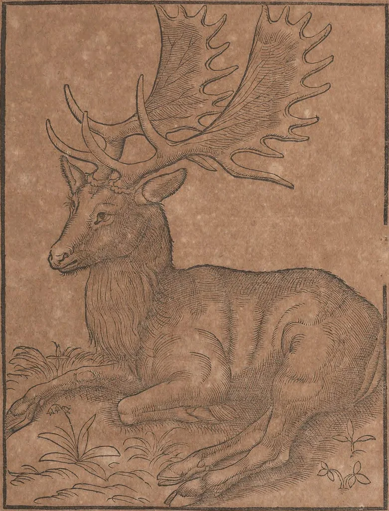 An illustration from Conradi Gesneri medici Tigurini Historiae animalium liber primus de quadrupedibus viuiparis : opus philosophis, medicis, grammaticis, philologis, poëtis, & omnibus rerum linguarumq́ue variarum studiosis, vtilissimum simul iucundissimumq́ue futurum, 1602, leaf 352