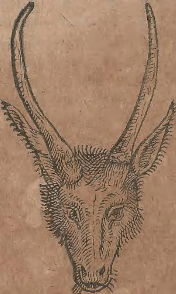 An illustration from Conradi Gesneri medici Tigurini Historiae animalium liber primus de quadrupedibus viuiparis : opus philosophis, medicis, grammaticis, philologis, poëtis, & omnibus rerum linguarumq́ue variarum studiosis, vtilissimum simul iucundissimumq́ue futurum, 1602, leaf 373
