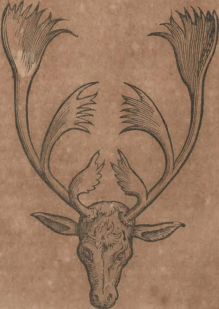 An illustration from Conradi Gesneri medici Tigurini Historiae animalium liber primus de quadrupedibus viuiparis : opus philosophis, medicis, grammaticis, philologis, poëtis, & omnibus rerum linguarumq́ue variarum studiosis, vtilissimum simul iucundissimumq́ue futurum, 1602, leaf 373