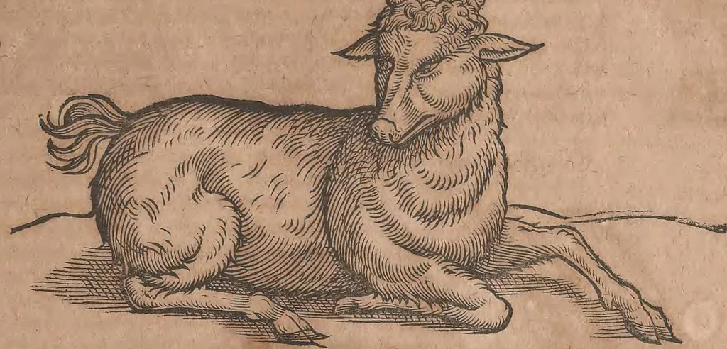 An illustration from Conradi Gesneri medici Tigurini Historiae animalium liber primus de quadrupedibus viuiparis : opus philosophis, medicis, grammaticis, philologis, poëtis, & omnibus rerum linguarumq́ue variarum studiosis, vtilissimum simul iucundissimumq́ue futurum, 1602, leaf 406