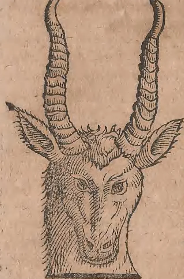 An illustration from Conradi Gesneri medici Tigurini Historiae animalium liber primus de quadrupedibus viuiparis : opus philosophis, medicis, grammaticis, philologis, poëtis, & omnibus rerum linguarumq́ue variarum studiosis, vtilissimum simul iucundissimumq́ue futurum, 1602, leaf 407