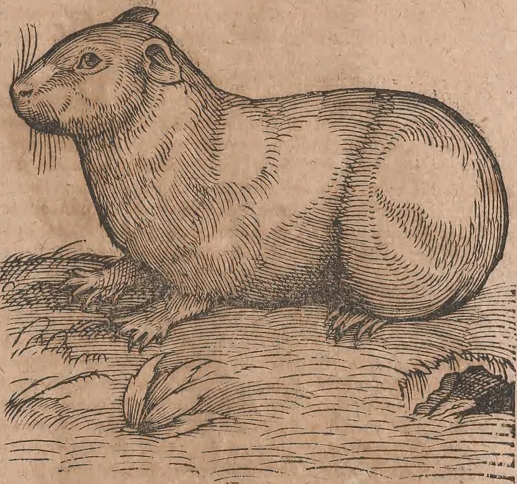 An illustration from Conradi Gesneri medici Tigurini Historiae animalium liber primus de quadrupedibus viuiparis : opus philosophis, medicis, grammaticis, philologis, poëtis, & omnibus rerum linguarumq́ue variarum studiosis, vtilissimum simul iucundissimumq́ue futurum, 1602, leaf 412
