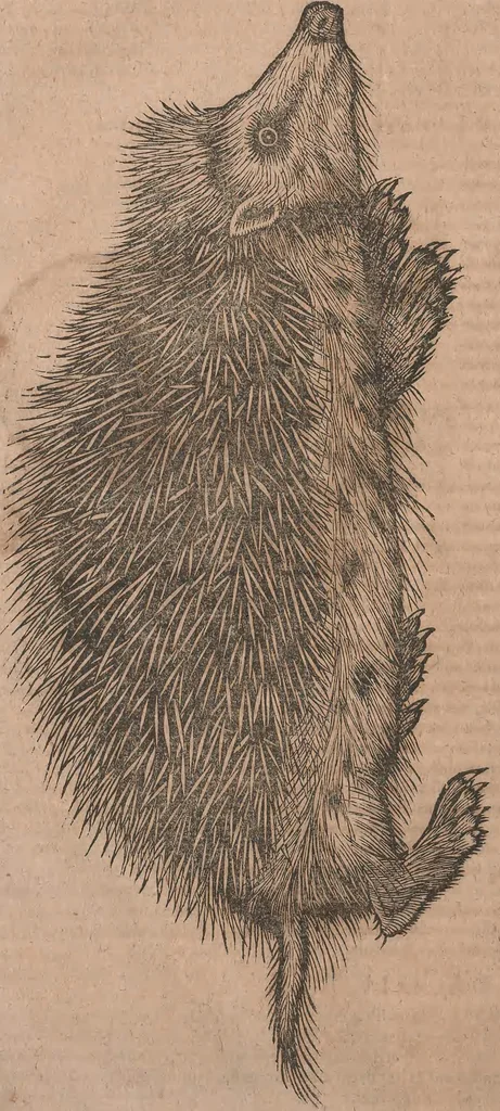 An illustration from Conradi Gesneri medici Tigurini Historiae animalium liber primus de quadrupedibus viuiparis : opus philosophis, medicis, grammaticis, philologis, poëtis, & omnibus rerum linguarumq́ue variarum studiosis, vtilissimum simul iucundissimumq́ue futurum, 1602, leaf 413