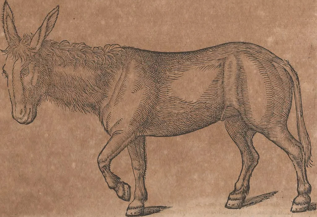 An illustration from Conradi Gesneri medici Tigurini Historiae animalium liber primus de quadrupedibus viuiparis : opus philosophis, medicis, grammaticis, philologis, poëtis, & omnibus rerum linguarumq́ue variarum studiosis, vtilissimum simul iucundissimumq́ue futurum, 1602, leaf 50