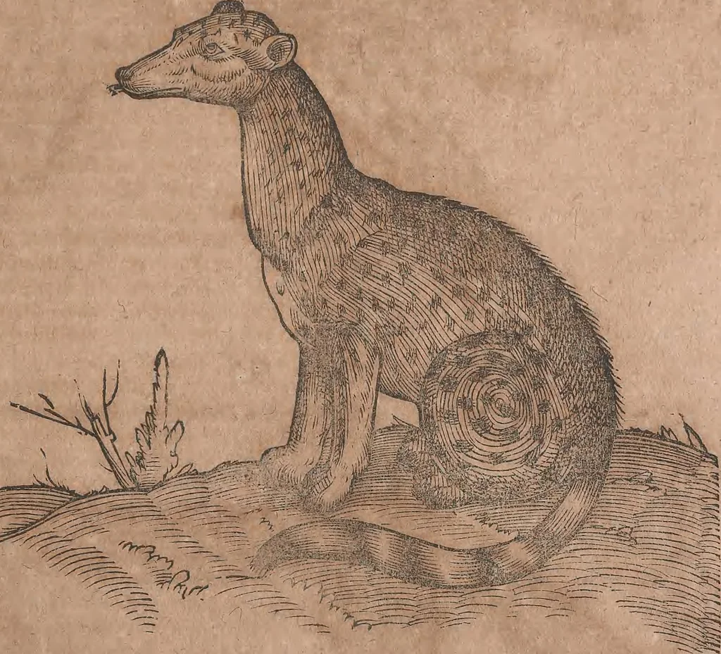 An illustration from Conradi Gesneri medici Tigurini Historiae animalium liber primus de quadrupedibus viuiparis : opus philosophis, medicis, grammaticis, philologis, poëtis, & omnibus rerum linguarumq́ue variarum studiosis, vtilissimum simul iucundissimumq́ue futurum, 1602, leaf 594
