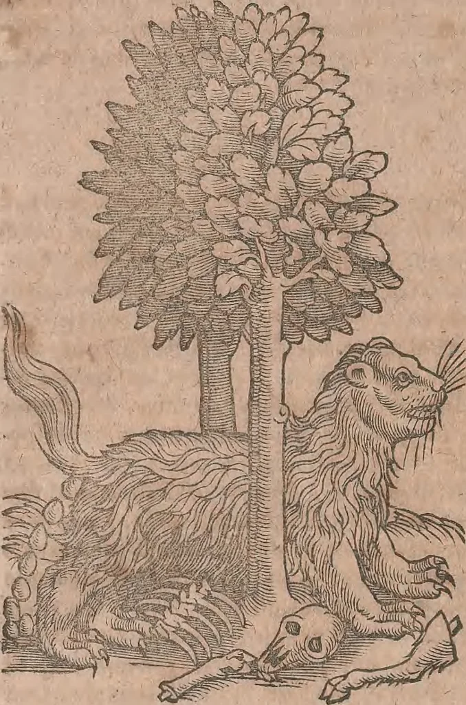 An illustration from Conradi Gesneri medici Tigurini Historiae animalium liber primus de quadrupedibus viuiparis : opus philosophis, medicis, grammaticis, philologis, poëtis, & omnibus rerum linguarumq́ue variarum studiosis, vtilissimum simul iucundissimumq́ue futurum, 1602, leaf 599