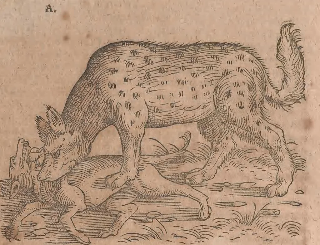 An illustration from Conradi Gesneri medici Tigurini Historiae animalium liber primus de quadrupedibus viuiparis : opus philosophis, medicis, grammaticis, philologis, poëtis, & omnibus rerum linguarumq́ue variarum studiosis, vtilissimum simul iucundissimumq́ue futurum, 1602, leaf 600