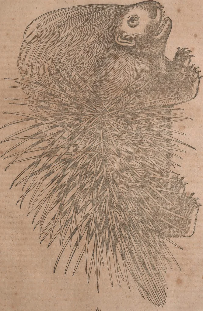 An illustration from Conradi Gesneri medici Tigurini Historiae animalium liber primus de quadrupedibus viuiparis : opus philosophis, medicis, grammaticis, philologis, poëtis, & omnibus rerum linguarumq́ue variarum studiosis, vtilissimum simul iucundissimumq́ue futurum, 1602, leaf 608