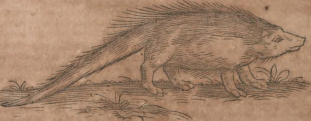 An illustration from Conradi Gesneri medici Tigurini Historiae animalium liber primus de quadrupedibus viuiparis : opus philosophis, medicis, grammaticis, philologis, poëtis, & omnibus rerum linguarumq́ue variarum studiosis, vtilissimum simul iucundissimumq́ue futurum, 1602, leaf 611