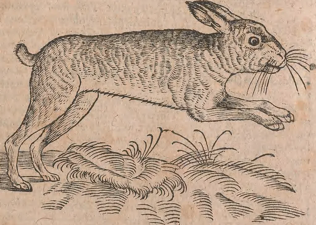 An illustration from Conradi Gesneri medici Tigurini Historiae animalium liber primus de quadrupedibus viuiparis : opus philosophis, medicis, grammaticis, philologis, poëtis, & omnibus rerum linguarumq́ue variarum studiosis, vtilissimum simul iucundissimumq́ue futurum, 1602, leaf 650