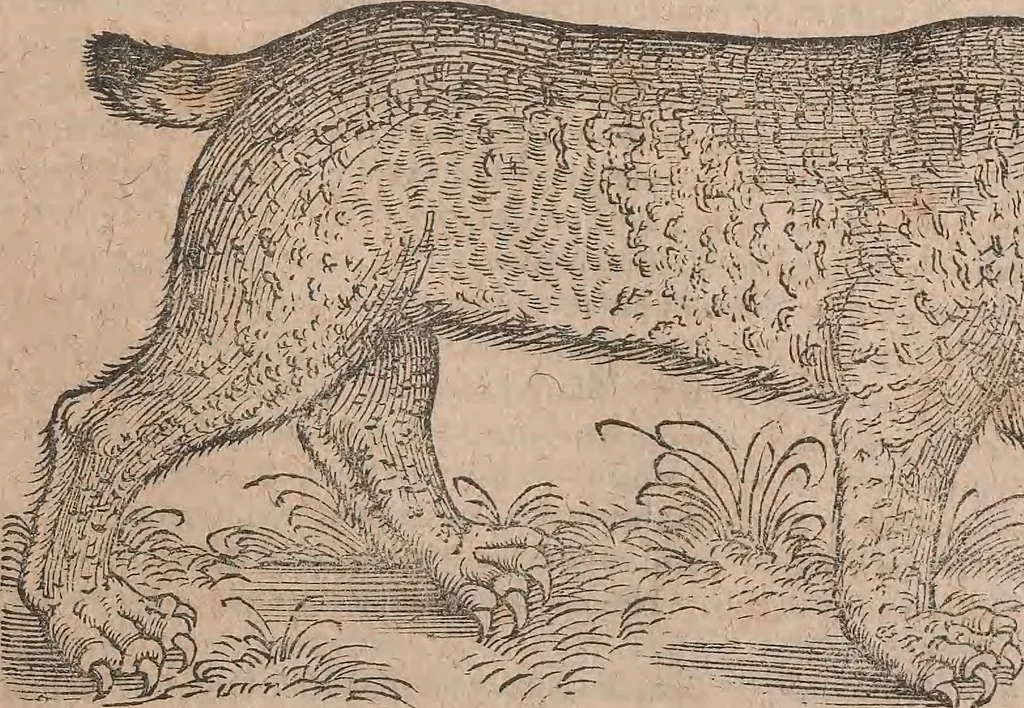 An illustration from Conradi Gesneri medici Tigurini Historiae animalium liber primus de quadrupedibus viuiparis : opus philosophis, medicis, grammaticis, philologis, poëtis, & omnibus rerum linguarumq́ue variarum studiosis, vtilissimum simul iucundissimumq́ue futurum, 1602, leaf 722