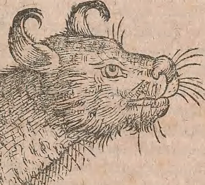 An illustration from Conradi Gesneri medici Tigurini Historiae animalium liber primus de quadrupedibus viuiparis : opus philosophis, medicis, grammaticis, philologis, poëtis, & omnibus rerum linguarumq́ue variarum studiosis, vtilissimum simul iucundissimumq́ue futurum, 1602, leaf 722