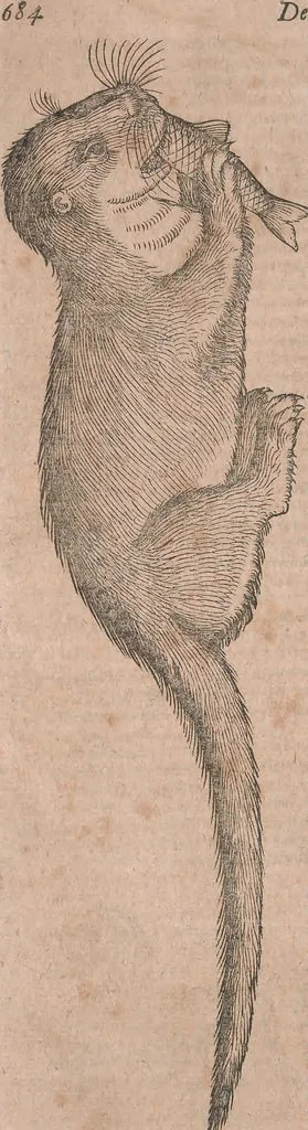 An illustration from Conradi Gesneri medici Tigurini Historiae animalium liber primus de quadrupedibus viuiparis : opus philosophis, medicis, grammaticis, philologis, poëtis, & omnibus rerum linguarumq́ue variarum studiosis, vtilissimum simul iucundissimumq́ue futurum, 1602, leaf 729