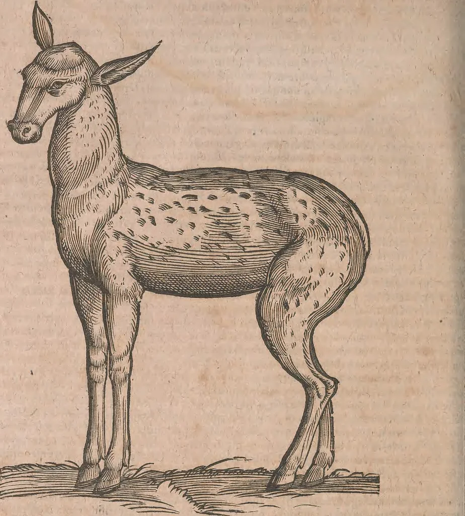 An illustration from Conradi Gesneri medici Tigurini Historiae animalium liber primus de quadrupedibus viuiparis : opus philosophis, medicis, grammaticis, philologis, poëtis, & omnibus rerum linguarumq́ue variarum studiosis, vtilissimum simul iucundissimumq́ue futurum, 1602, leaf 741