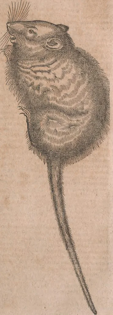 An illustration from Conradi Gesneri medici Tigurini Historiae animalium liber primus de quadrupedibus viuiparis : opus philosophis, medicis, grammaticis, philologis, poëtis, & omnibus rerum linguarumq́ue variarum studiosis, vtilissimum simul iucundissimumq́ue futurum, 1602, leaf 776