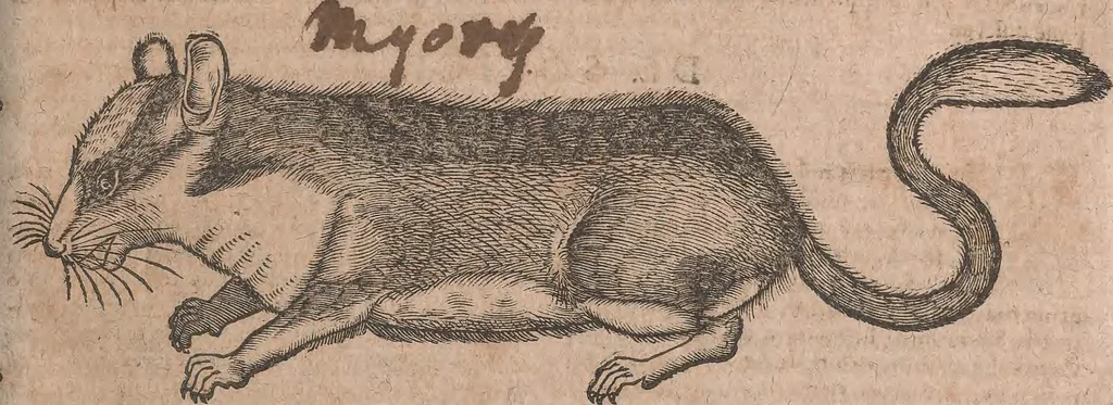An illustration from Conradi Gesneri medici Tigurini Historiae animalium liber primus de quadrupedibus viuiparis : opus philosophis, medicis, grammaticis, philologis, poëtis, & omnibus rerum linguarumq́ue variarum studiosis, vtilissimum simul iucundissimumq́ue futurum, 1602, leaf 780