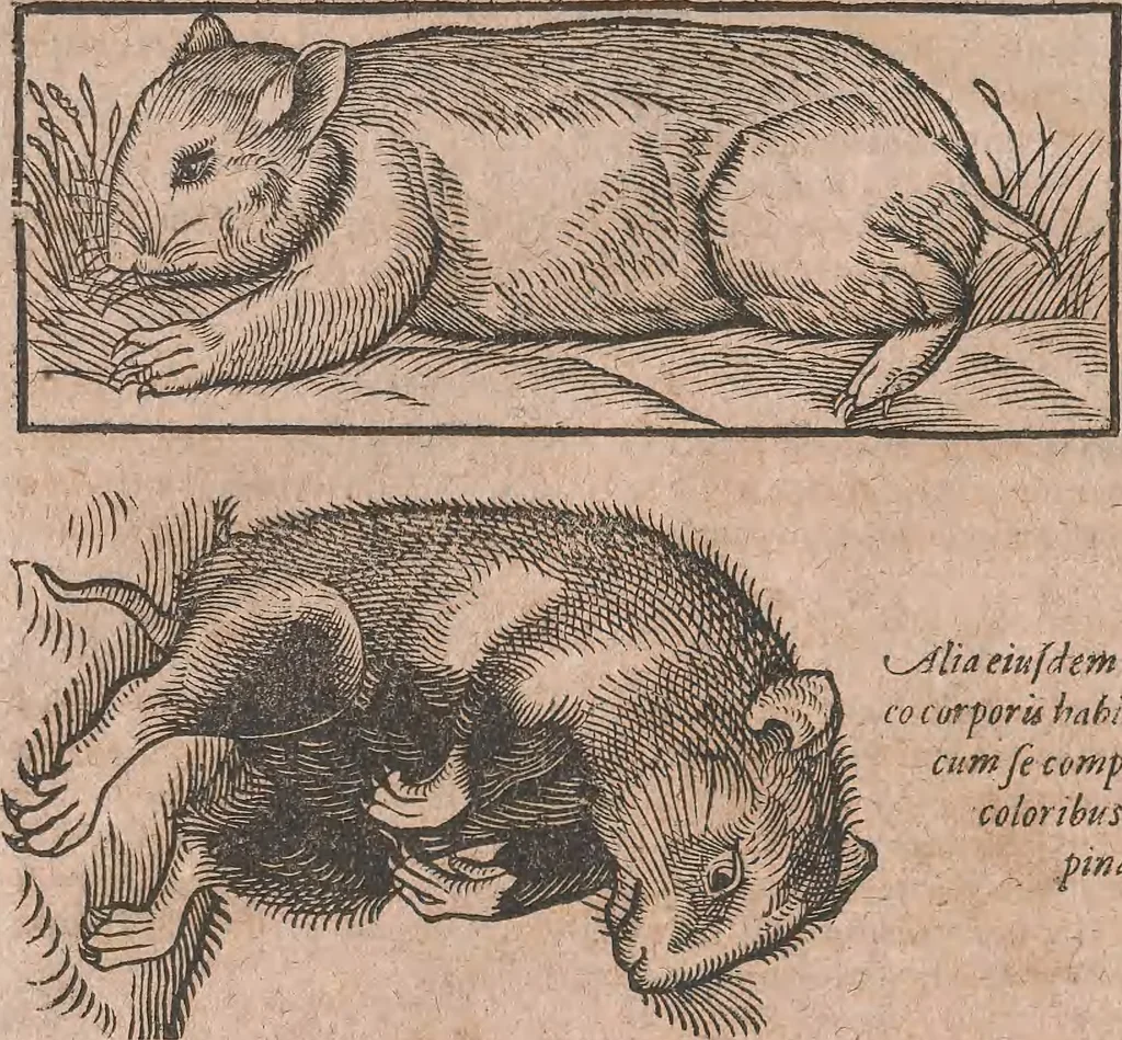 An illustration from Conradi Gesneri medici Tigurini Historiae animalium liber primus de quadrupedibus viuiparis : opus philosophis, medicis, grammaticis, philologis, poëtis, & omnibus rerum linguarumq́ue variarum studiosis, vtilissimum simul iucundissimumq́ue futurum, 1602, leaf 783