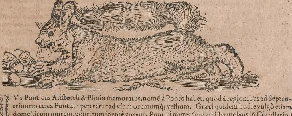 An illustration from Conradi Gesneri medici Tigurini Historiae animalium liber primus de quadrupedibus viuiparis : opus philosophis, medicis, grammaticis, philologis, poëtis, & omnibus rerum linguarumq́ue variarum studiosis, vtilissimum simul iucundissimumq́ue futurum, 1602, leaf 786