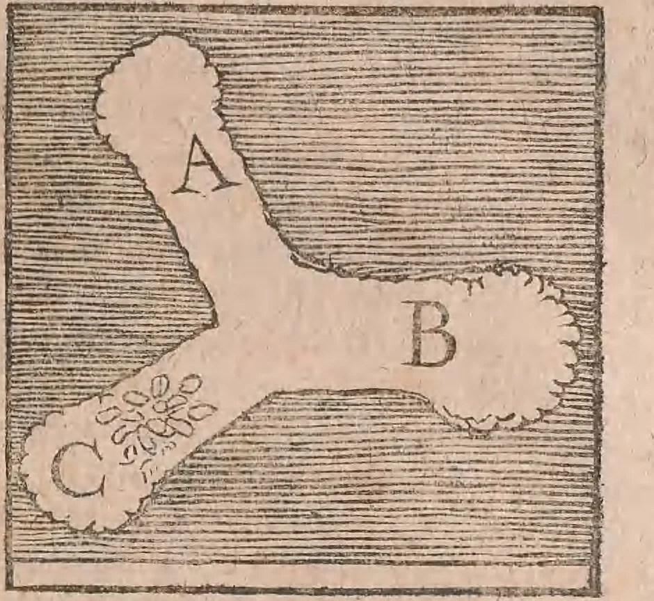 An illustration from Conradi Gesneri medici Tigurini Historiae animalium liber primus de quadrupedibus viuiparis : opus philosophis, medicis, grammaticis, philologis, poëtis, & omnibus rerum linguarumq́ue variarum studiosis, vtilissimum simul iucundissimumq́ue futurum, 1602, leaf 790