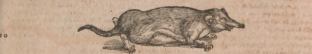 An illustration from Conradi Gesneri medici Tigurini Historiae animalium liber primus de quadrupedibus viuiparis : opus philosophis, medicis, grammaticis, philologis, poëtis, & omnibus rerum linguarumq́ue variarum studiosis, vtilissimum simul iucundissimumq́ue futurum, 1602, leaf 792