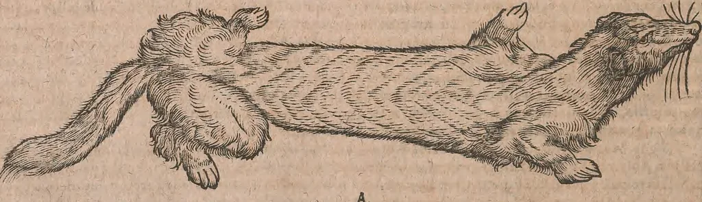 An illustration from Conradi Gesneri medici Tigurini Historiae animalium liber primus de quadrupedibus viuiparis : opus philosophis, medicis, grammaticis, philologis, poëtis, & omnibus rerum linguarumq́ue variarum studiosis, vtilissimum simul iucundissimumq́ue futurum, 1602, leaf 797