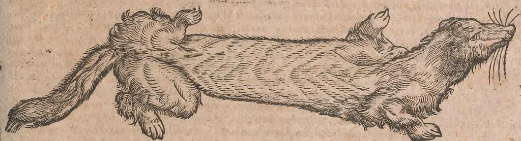 An illustration from Conradi Gesneri medici Tigurini Historiae animalium liber primus de quadrupedibus viuiparis : opus philosophis, medicis, grammaticis, philologis, poëtis, & omnibus rerum linguarumq́ue variarum studiosis, vtilissimum simul iucundissimumq́ue futurum, 1602, leaf 798